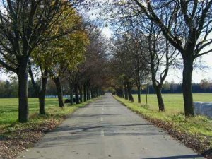 Umwelt und Natur: Schulzendorfer Alleenkonzept hat Pilotcharakter.