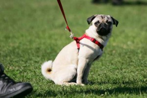 An die Leine: Zwei Abgeordnete wollen verschärfte Regeln für Hundehalter!