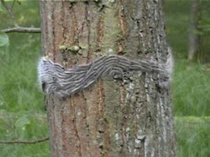 Eichenprozessionsspinner haben einen Baum befallen. (Foto: Delb, FVA).