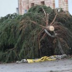 Der umgestürzte Weihnachtsbaum.