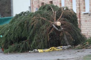 Der umgestürzte Weihnachtsbaum.