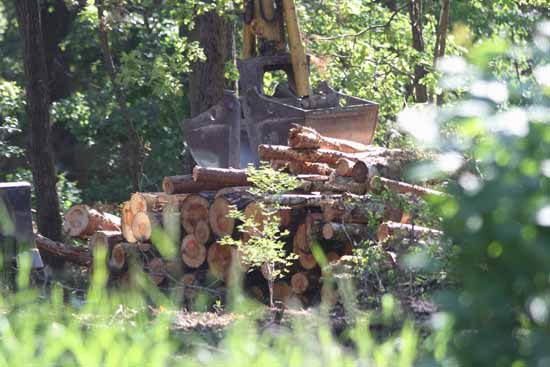 So groß war der Holzberg, der von den Straßenbauern zur "Zwischenlagerung" abtransportiert wurde.