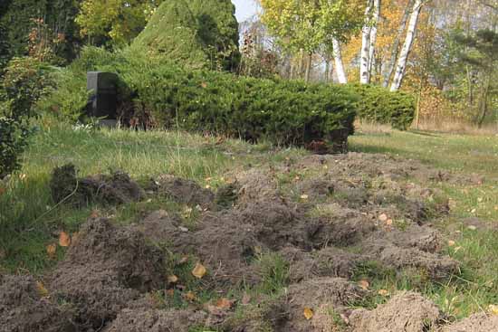 Alarm: Wildschweine wüten auf dem Friedhofsgelände.