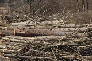 Innerhalb weniger Stunden wurden etliche Bäume gefällt. (Foto:mwBild)