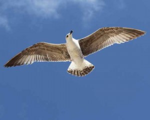 Wildvögel wurden zuletzt oft vom tödlichen Virus angegriffen. Foto: Symbolbild/mwBild