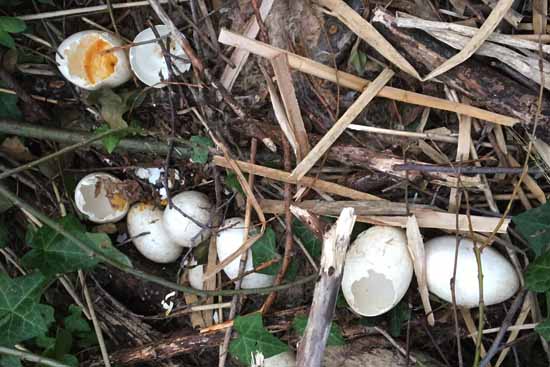 Eier zerstört: Gänse in Zeuthen zu lästig?