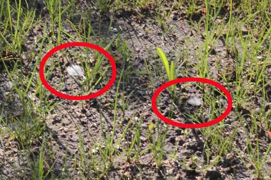 Alles sieht danach aus, dass billiger und verunreinigter Oberboden geliefert wurde. (Foto:mwBild)