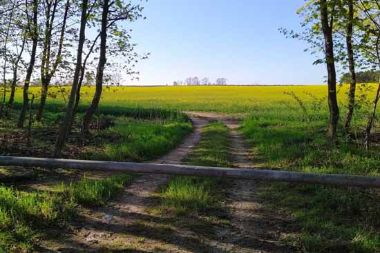 Der Raps beginnt zu blühen.