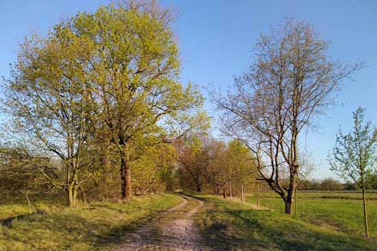 Nicht nur der Raps, auch der Spitzahorn blüht gelb.