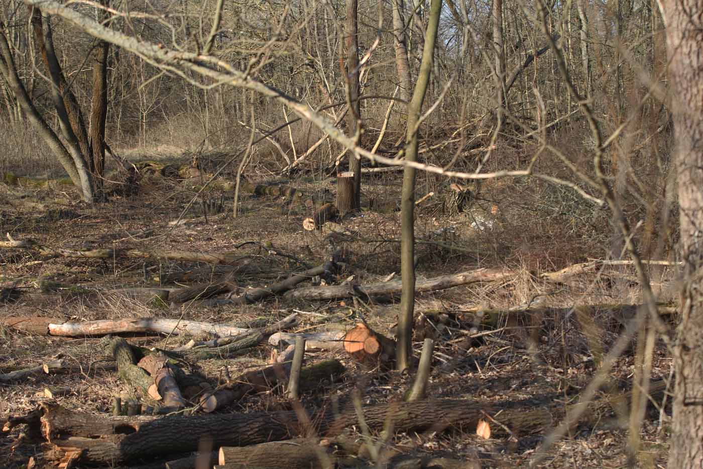 Ortszentrum Baumfällung