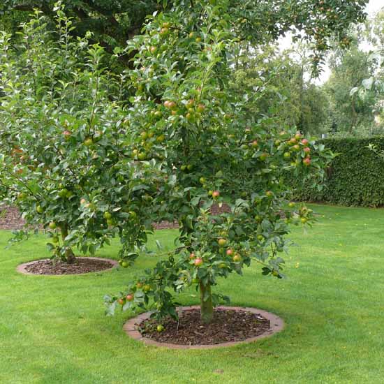 Die Maßregeln von Körner und Stölzel können dazu führen, dass es bald in Gärten keine Obstbäume mehr gibt.