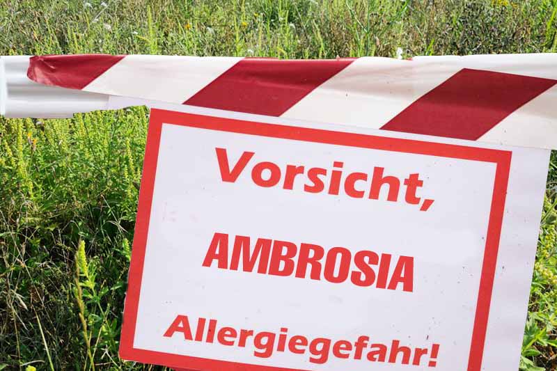 Ambrosia-Alarm: Blüten sollen abgemäht werden.