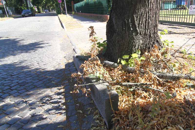 Landesamt: Darum müssen die Bäume beim Ausbau der Seestraße fallen