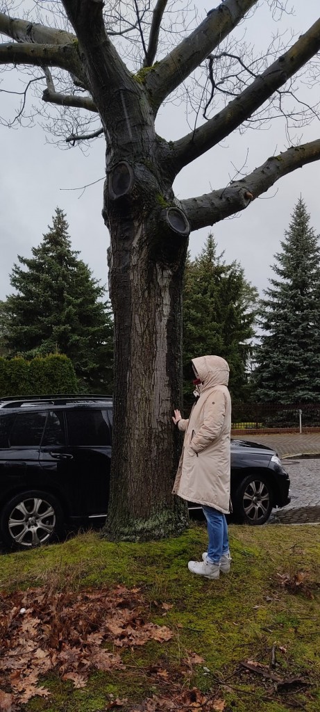 Ein PKW wurdewegen der drohenden Fällung vor dieser Baumes regelkonform geparkt.