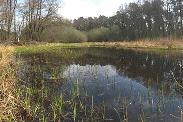 Der Kienpfuhl - Lebensraum für Molche, Wasserfrösche, Kranich- und Gänse-Rastplatz (Foto: NABU)