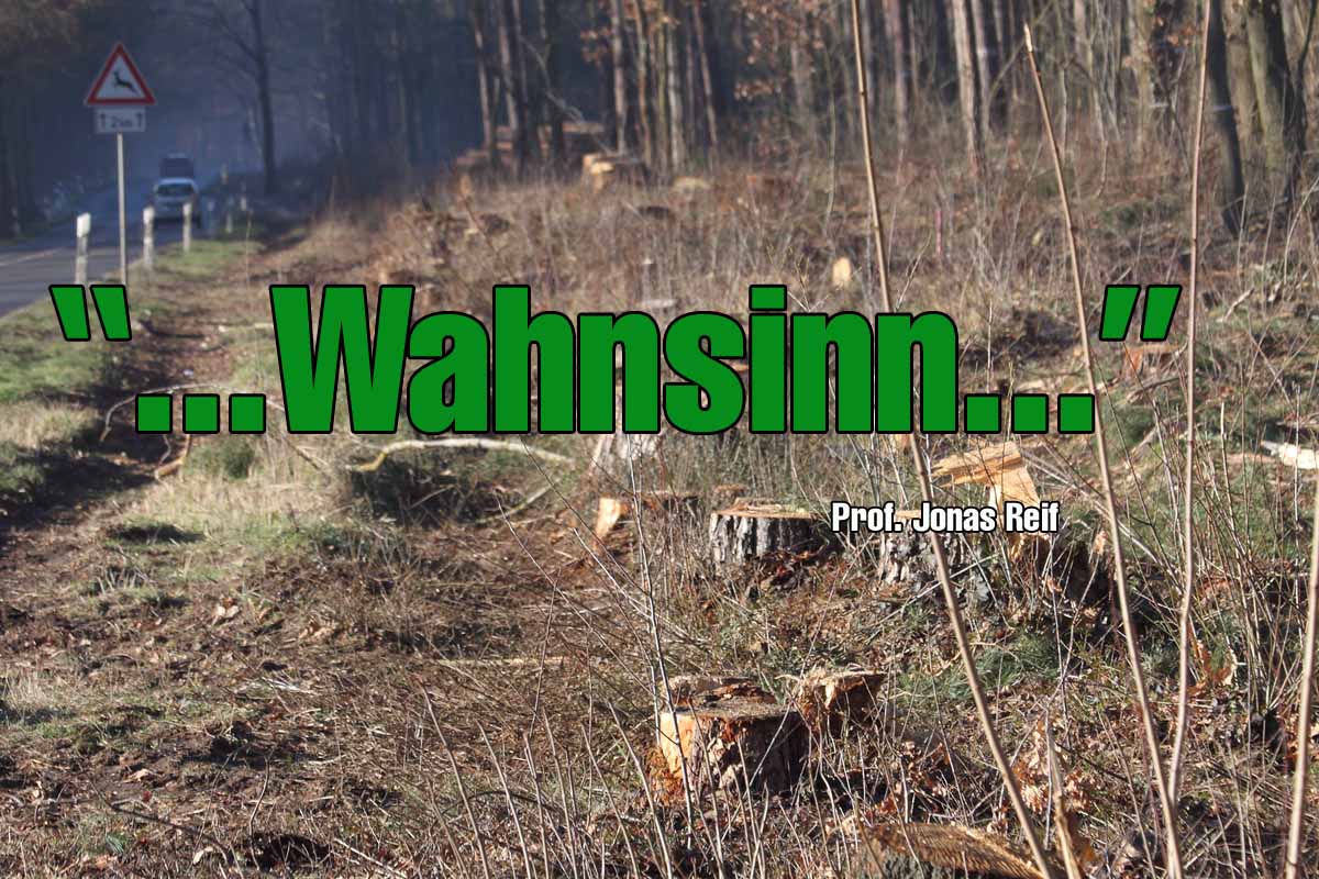Kahlschlag für Radweg: Mehrere hundert Bäume gefällt!