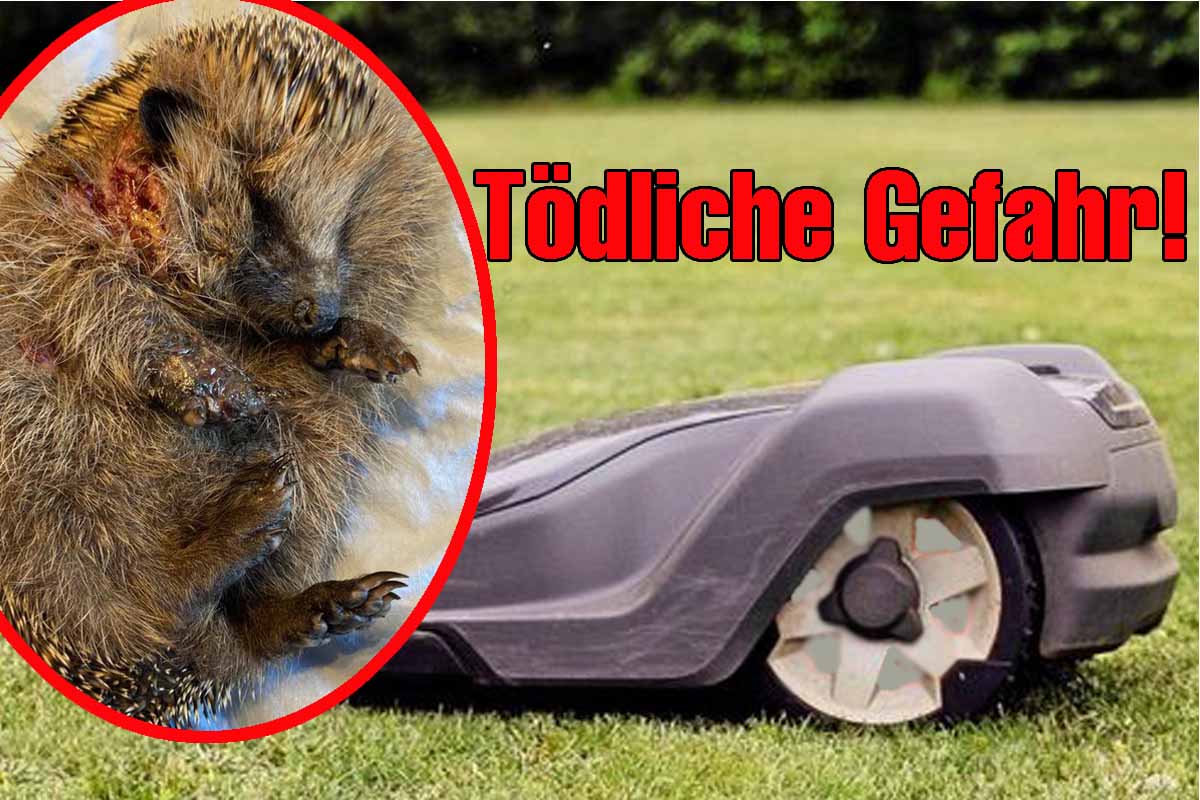 Die neue Allgemeinverfügung soll Igel das Leben vor messerscharfen Klingen der Mähroboter retten.