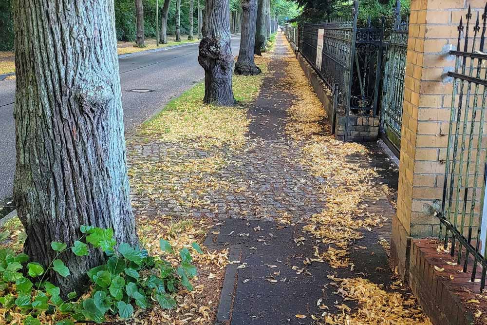 Ein Abschnitt mit vielen erhaltenen Bäumen. Allerdings ist die Gehwegsituation wenig befriedigend. Fahrradfahren ist hier nicht erlaubt. (Foto: Reif)
